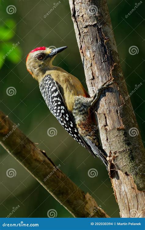 Hoffmanns Woodpecker Melanerpes Hoffmannii Resident Breeding Bird