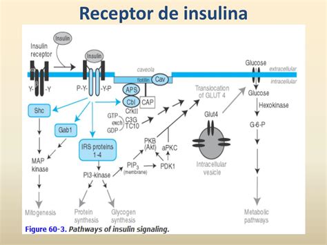 Ppt Insulina E Hipoglicemiantes Orales Powerpoint Presentation Free