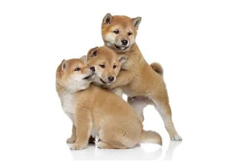 Mastering The Shiba Inu Temperament, What You Need To Know