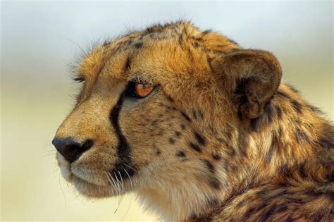 Big Cats Cheetahs White Background Glance Hd Wallpaper Rare Gallery