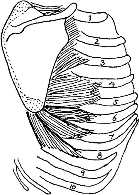 Serratus Anterior Scapula