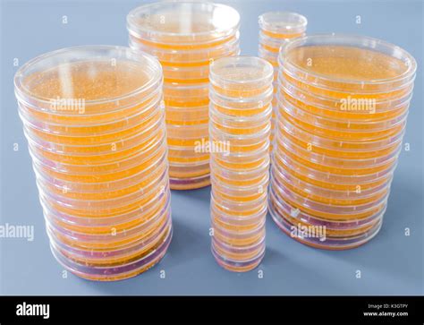 Pile Of Petri Dish With Growing Cultures Of Microorganisms Fungi And