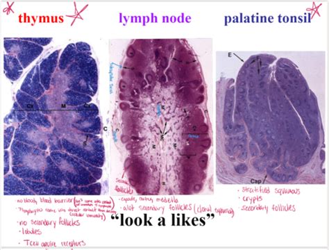 Histo Exam 2 Flashcards Quizlet