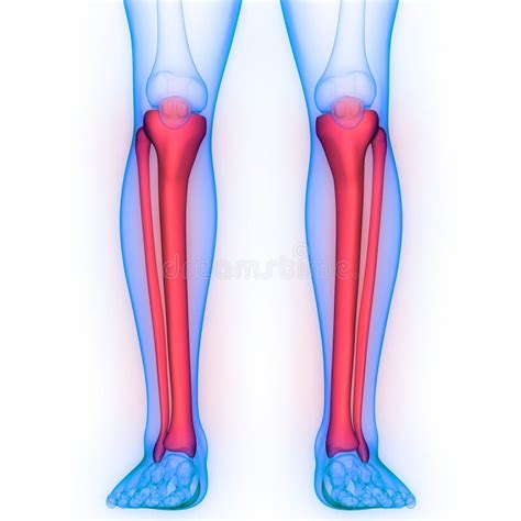 Human Skeleton System Tibia And Fibula Bone Joints Anatomy Stock