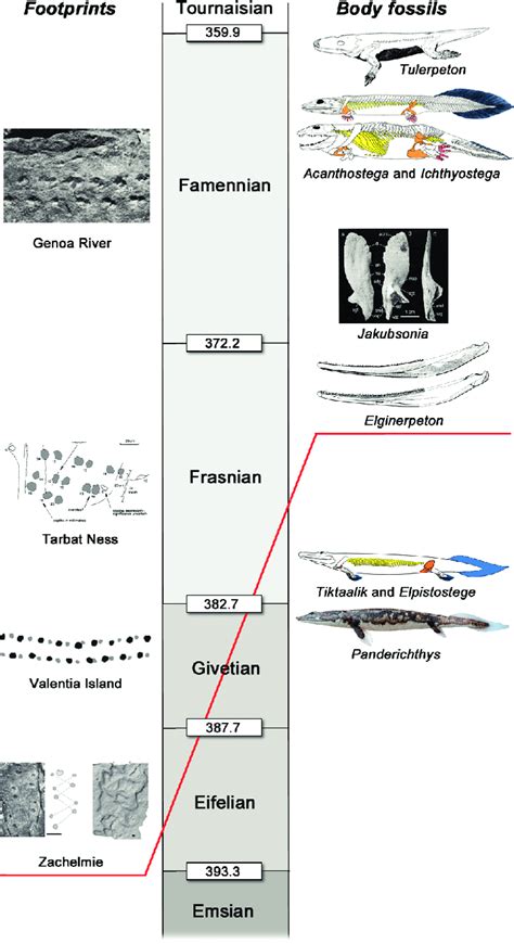 Timescale For The Elpistostegid And Tetrapod Fossil Record Of The Download Scientific Diagram