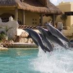 Swim with dolphins at Cozumel | Dolphinaris