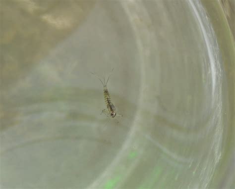 Mayfly larva - A Year in the Valley