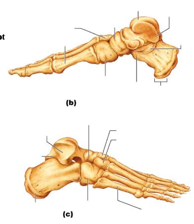 Osteology Lab Practical Study Guide Foot Medial Diagram Quizlet