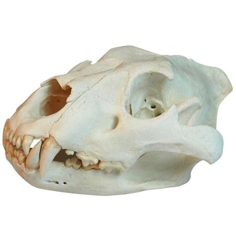 Complete African Lioness (Panthera Leo) Skull at 1stdibs