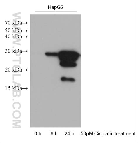 Cleaved Caspase P Antibody Ig Proteintech