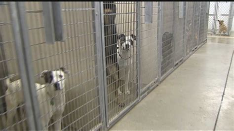 Okc Animal Shelter Waives Adoption Fees For Dogs