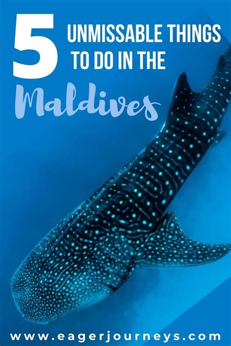 A Whale With The Words Unmissable Things To Do In The Maldives