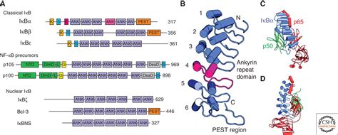 A Structural Guide To Proteins Of The Nf B Signaling Module