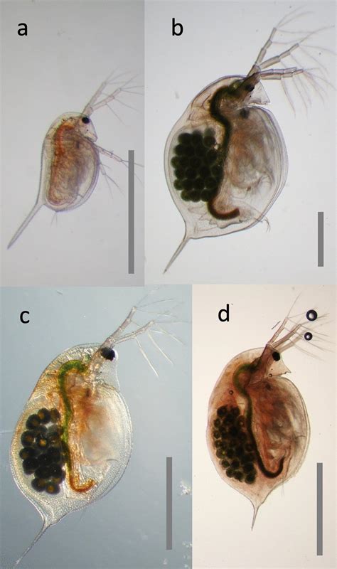 Daphnia Pulex