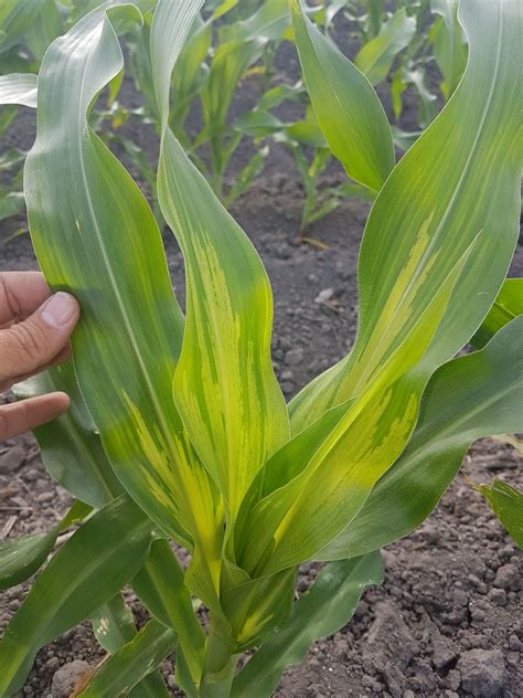 20 Penting Bulai Pada Jagung