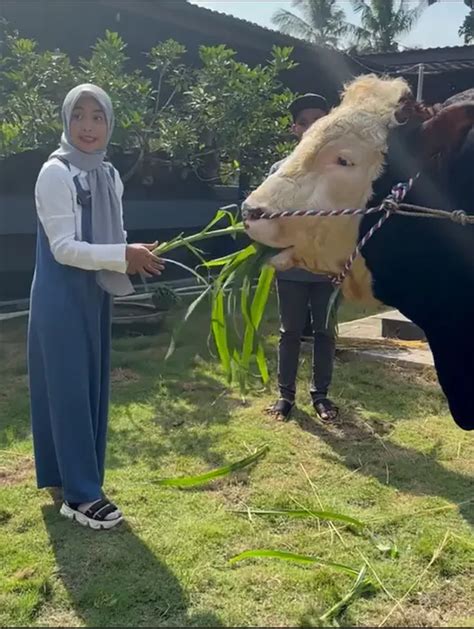 Potret Ria Ricis Berburu Sapi Kurban Sampai Ke Jogja Beratnya Ton