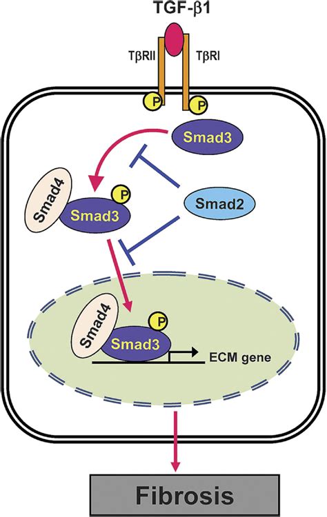 Tgf Smad Signaling In Kidney Disease Seminars In Nephrology