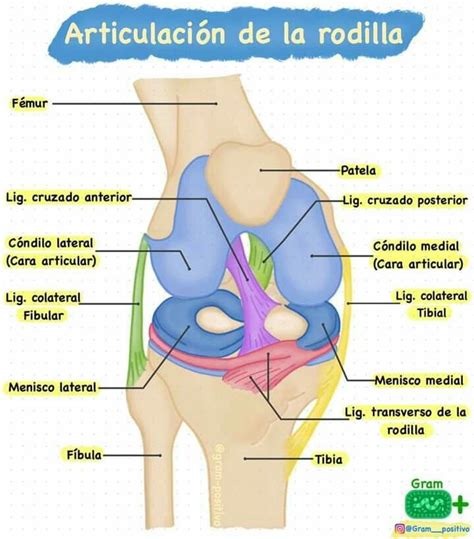 Pin de caliope ladd en ciencias naturales en 2024 Anatomía de la