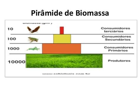 Pirâmides De Biomassa - Blog Biologia - profa. Irlene - 3o. Ano: Texto 26- Pirâmides ecológicas