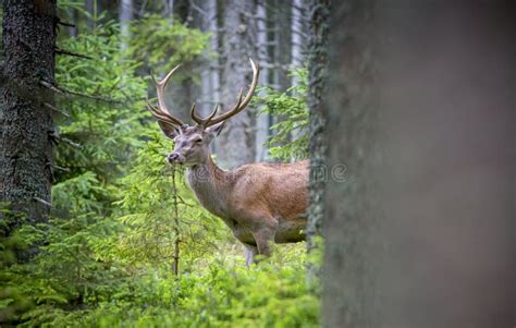 Deer, Cervus Elaphus, with Antlers Growing on Velvet.a Huge Deer in ...