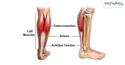 Gastrocnemius Muscle Stretch