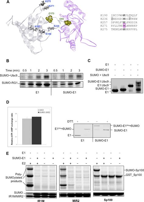 Small Ubiquitin Like Modifier SUMO Modification Of E1 Cys Domain