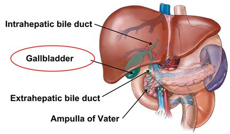 Biliary Tract Cancer Pooling Project Bitcapp Nci