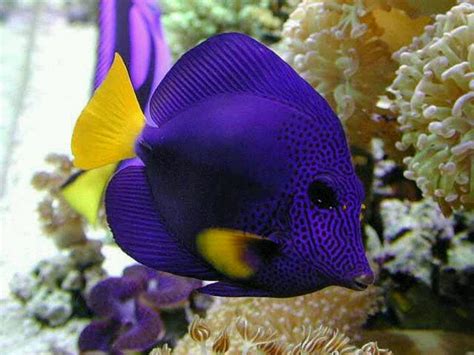 Saltwater Aquarium Maintenance Service Dallas Aquarium Experts