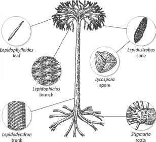 Fig Lepidodendron Reconstruction Height M In Parts