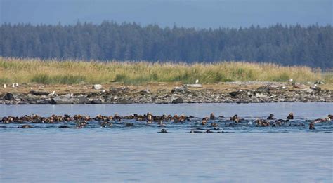 Sea Otters (U.S. National Park Service)