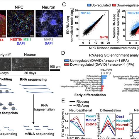 Human Neuronal Differentiation Model And Experimental Design A H9