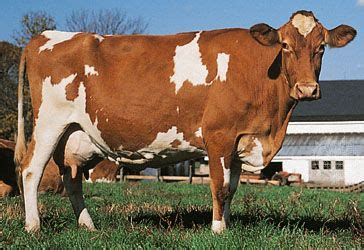 Guernsey | Dairy, Brown, Hardy | Britannica