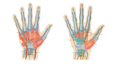 Nerves of the Hand Diagram | Quizlet