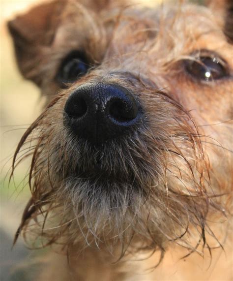 12 Best Jack Russell X Yorkshire Terrier Mix Images On Pinterest