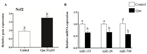 Ijms Free Full Text Endogenous And Exogenous Modulation Of Nrf2