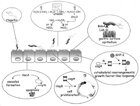 Virulence Factors In H Pylori Infection The Figure Illustrates The