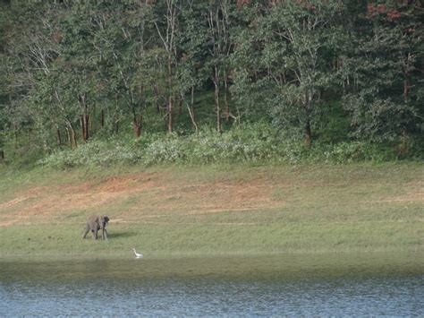 Munnar And Thekkady Lush Green Tea Gardens To Aromatic Spice Plantations Tripoto