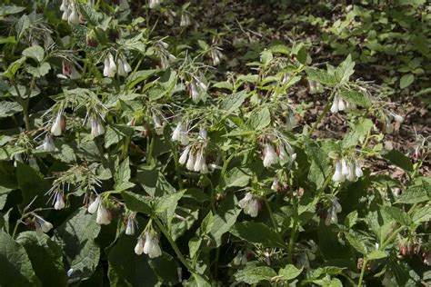 Symphytum Grandiflorum