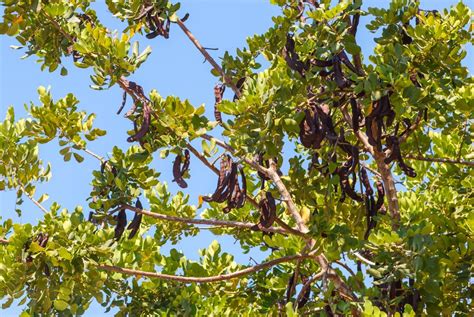 10 tipos de árboles de hoja perenne Guía completa