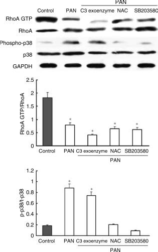 Triptolide Protects Podocytes From Puromycin Aminonucleoside Induced