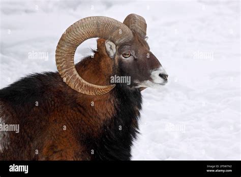 Snow Mountain Ram Animal