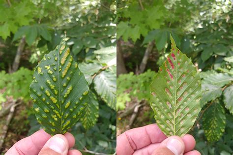 Beech Leaf Disease Forest Health Monitoring Bureau Of Forestry