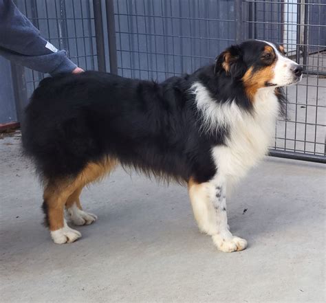 Standard Australian Shepherd Akc Apri Black Tri America S Pet Registry