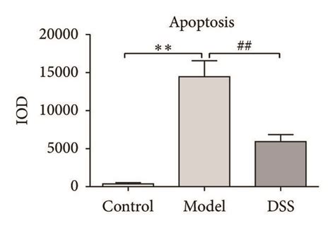 Cardiac Apoptosis Rate Assay A Tunel Detection Nuclear Was Stained