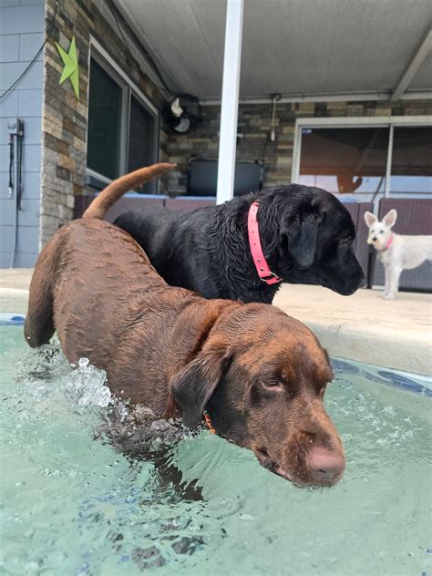 Labrador Retrievers of Tampa Bay | Riverview FL