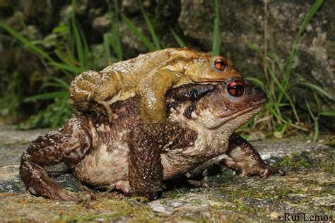 Curiosidades Do Sapo Mundo Ecologia