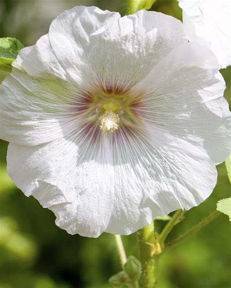 Alcea Rosea Stockrose Garten Und Ambiente