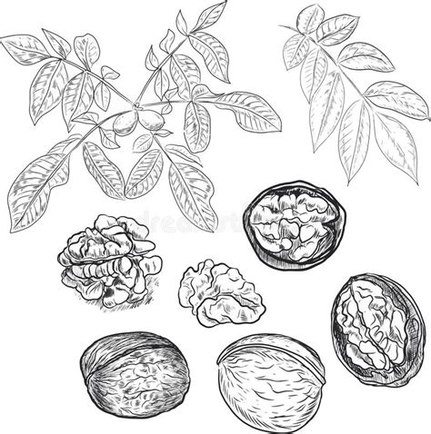 Walnuts Hand Drawn Illustration Natural Product Vegetarianism Stock