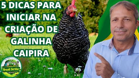 5 DICAS PARA INICIAR NA CRIAÇÃO DE GALINHAS CAIPIRA YouTube