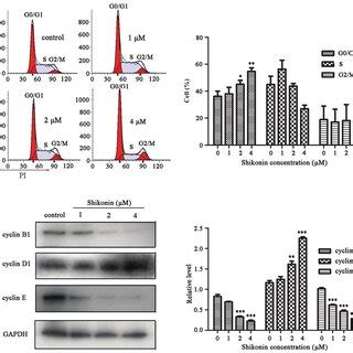 Effects Of Shikonin On Cell Cycle Progression And The Expression Levels